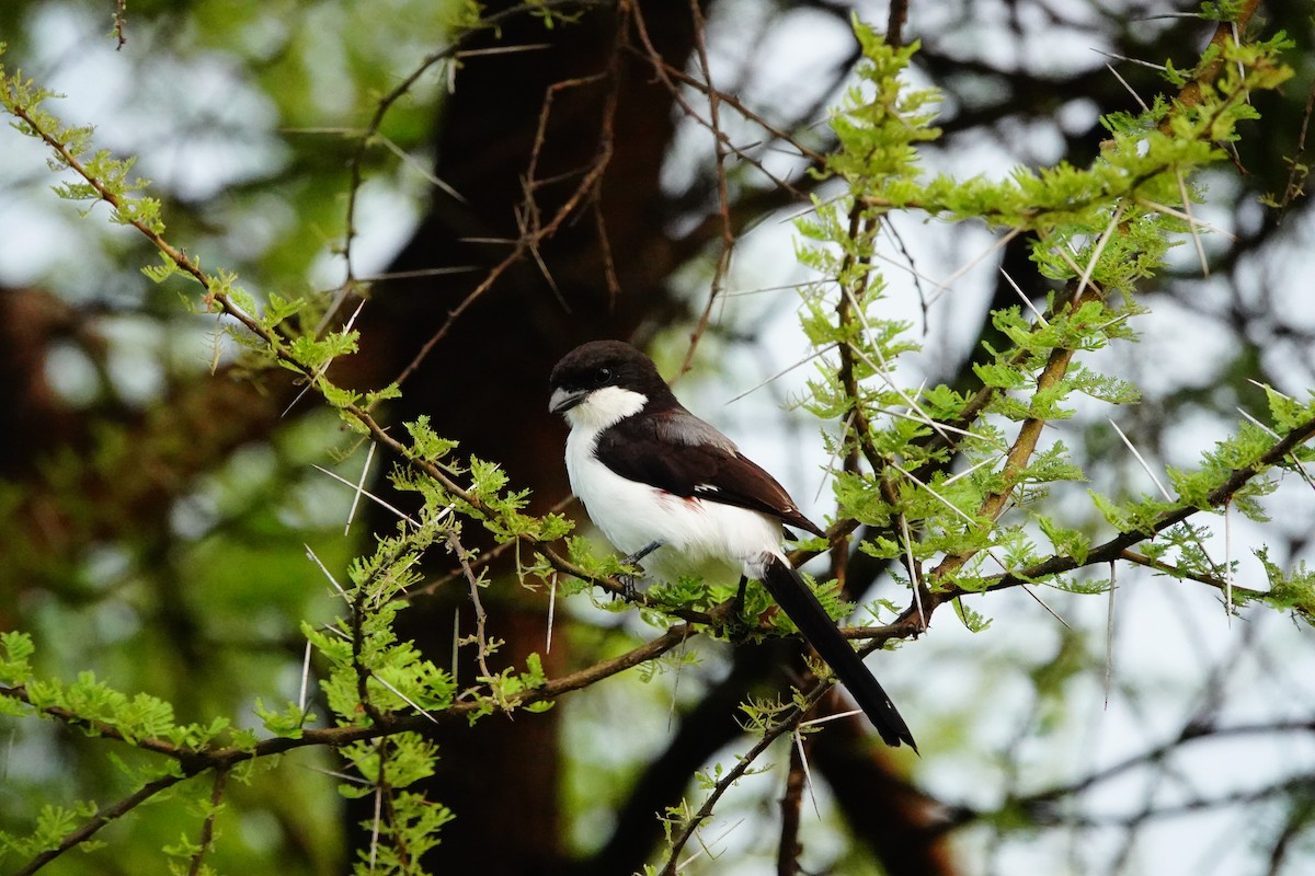 Long-tailed Fiscal - ML617366282