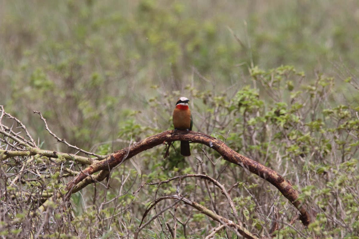 White-fronted Bee-eater - George Hicks