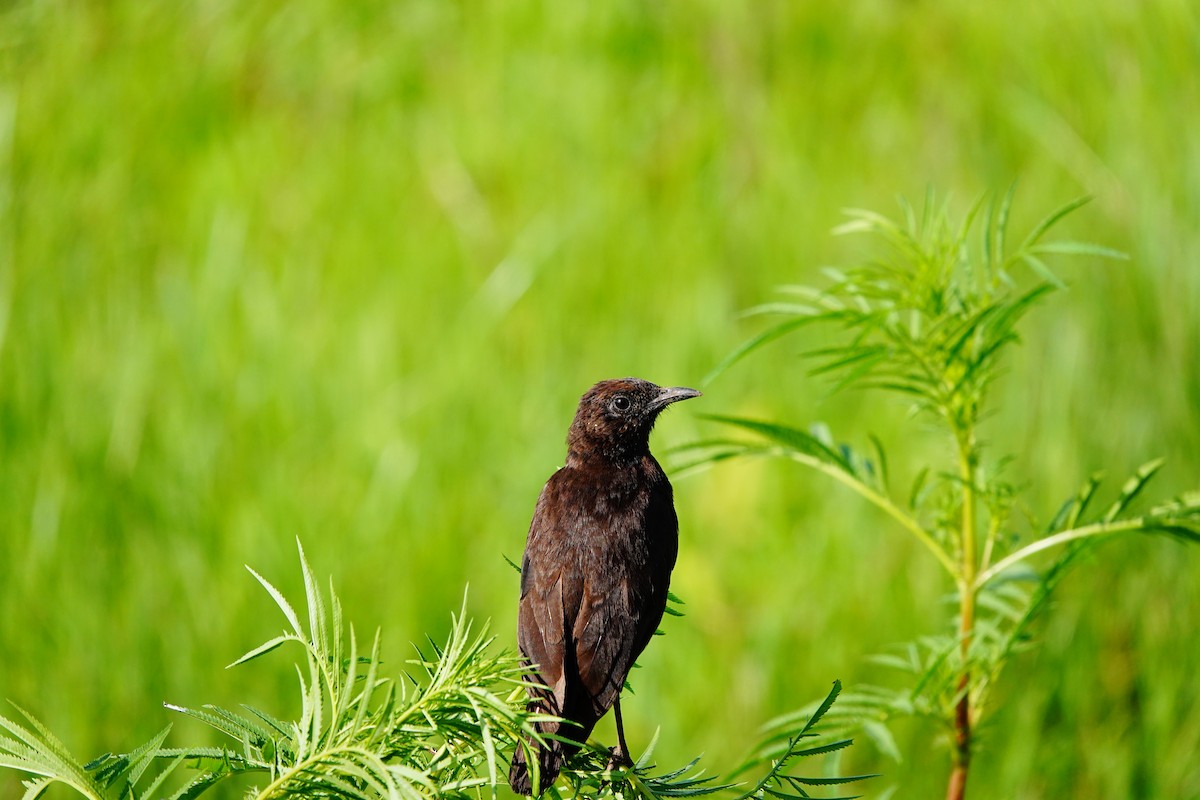 Northern Anteater-Chat - ML617366488