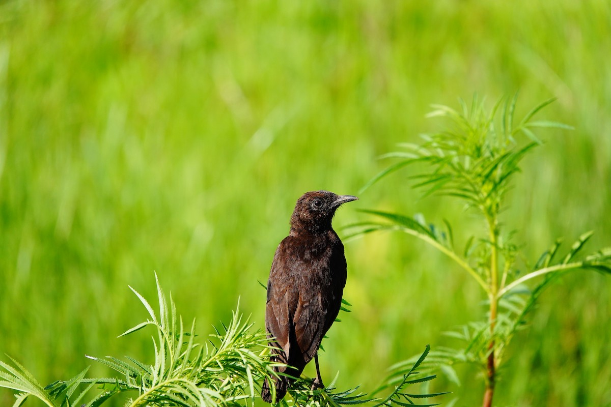 Northern Anteater-Chat - ML617366517