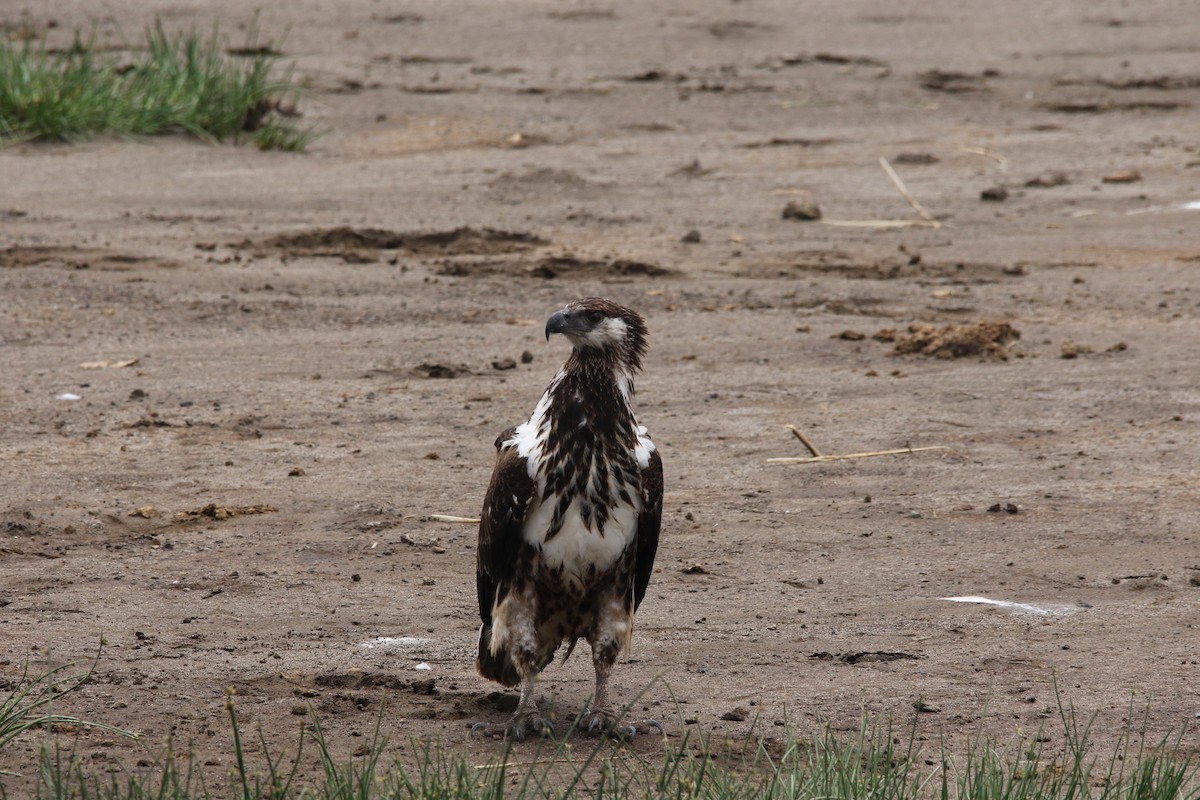 African Fish-Eagle - ML617366538