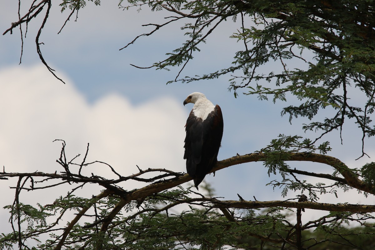 African Fish-Eagle - ML617366637