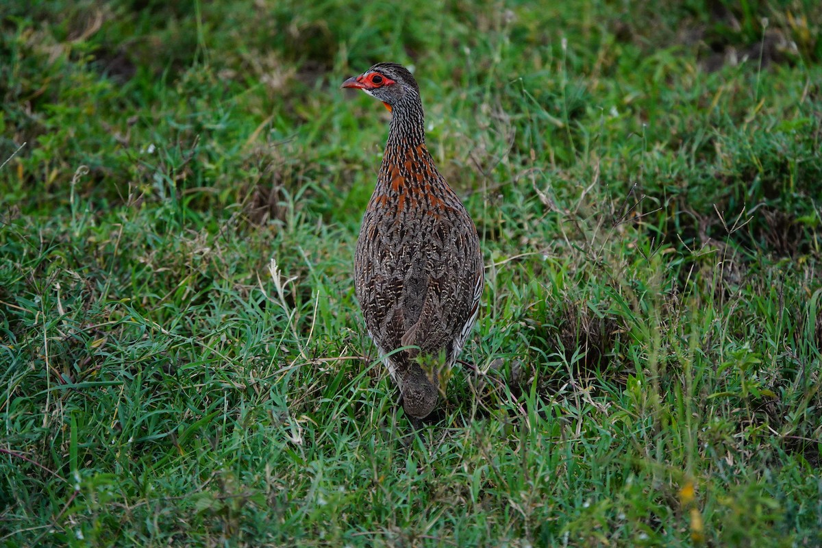Gray-breasted Spurfowl - ML617366684