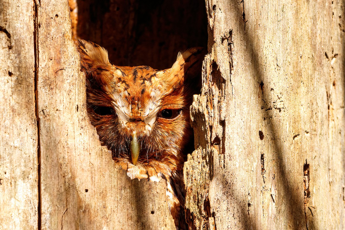 Whiskered Screech-Owl - Sergio Romero