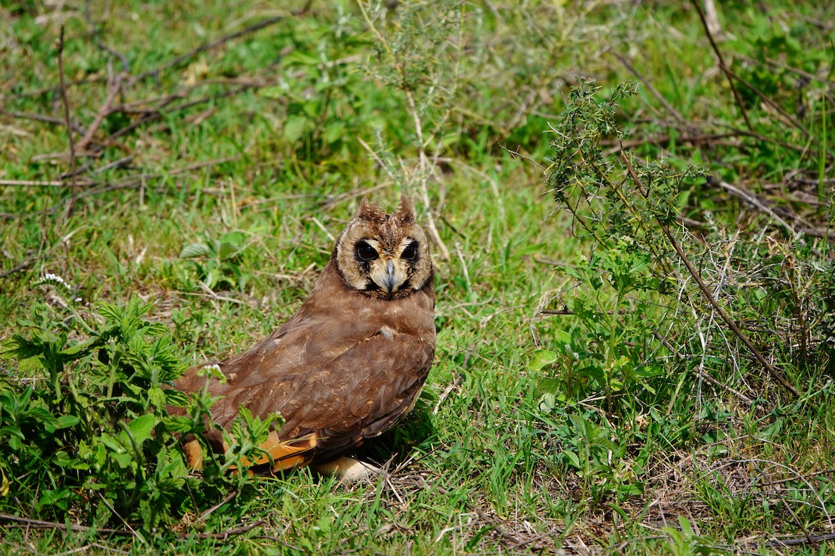 Marsh Owl - ML617366712