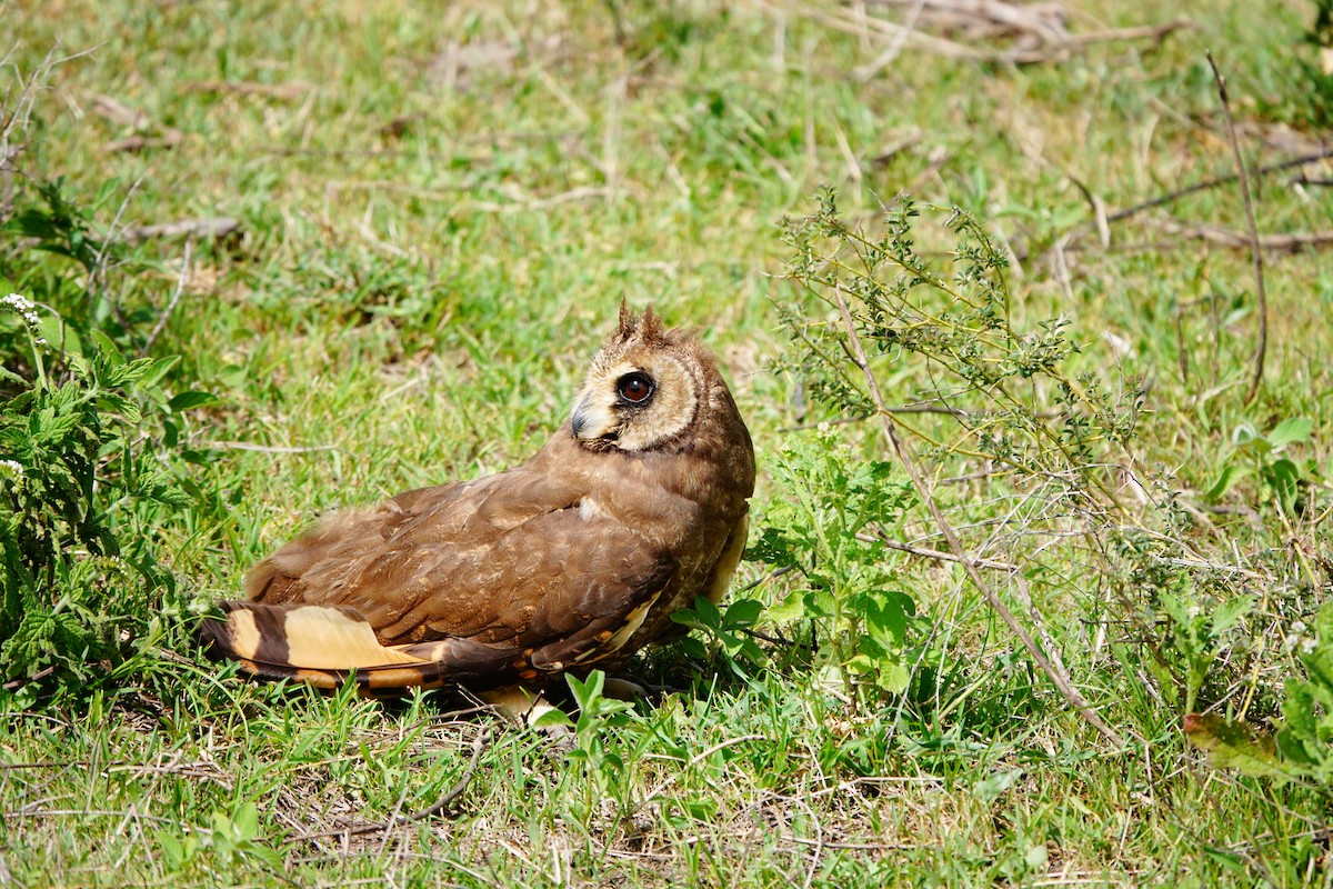 Marsh Owl - ML617366716