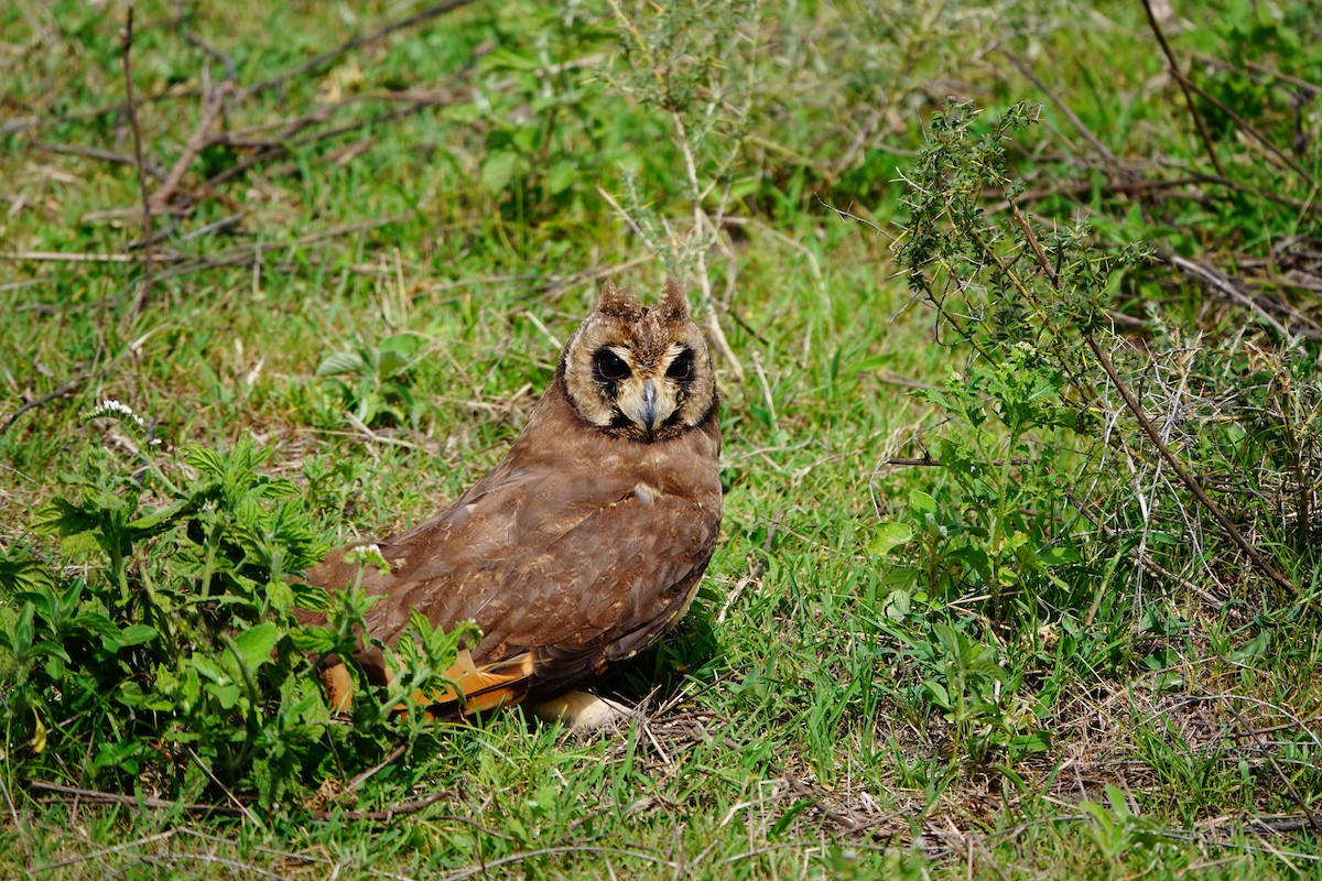 Marsh Owl - ML617366722