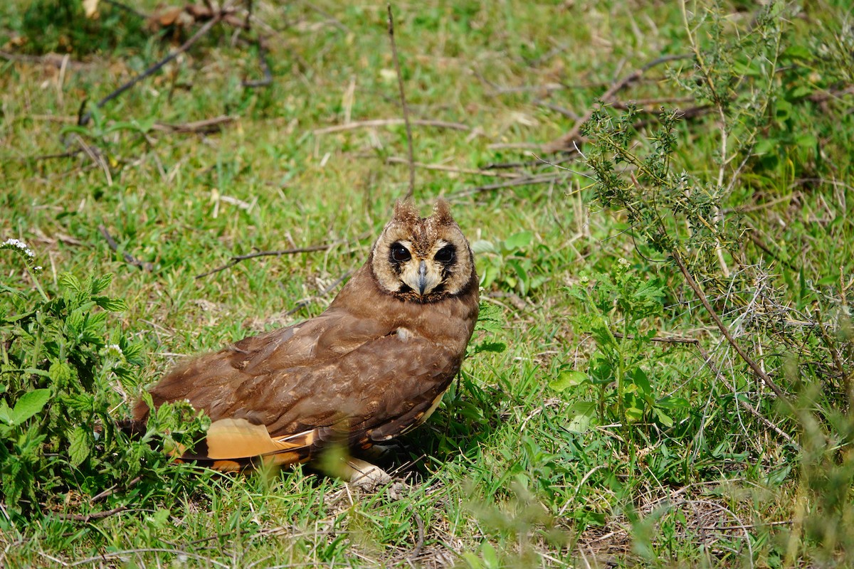 Marsh Owl - ML617366734