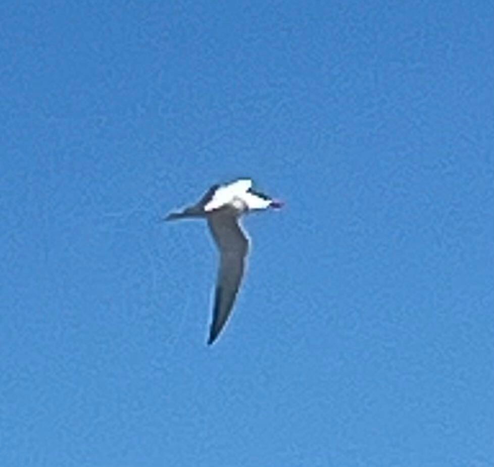 Common Tern - ML617366737