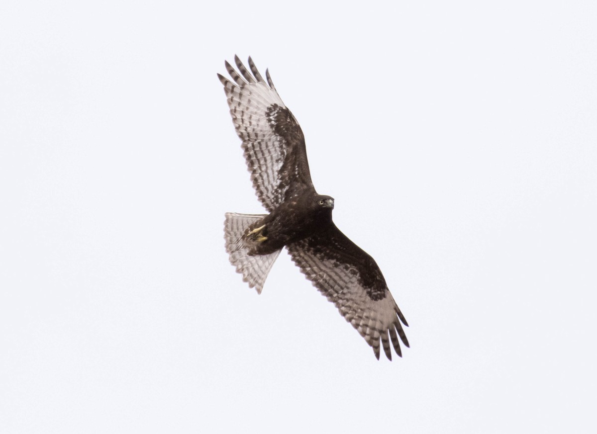 Red-tailed Hawk - ML617366738