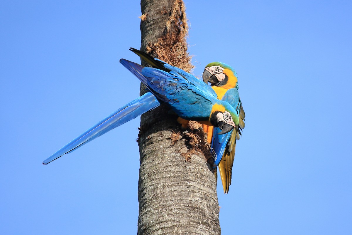 Blue-and-yellow Macaw - ML617366767