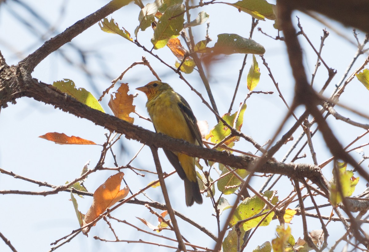 Western Tanager - ML617366772