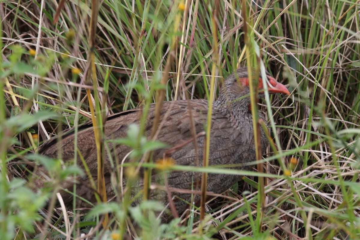 Red-necked Spurfowl - ML617366780