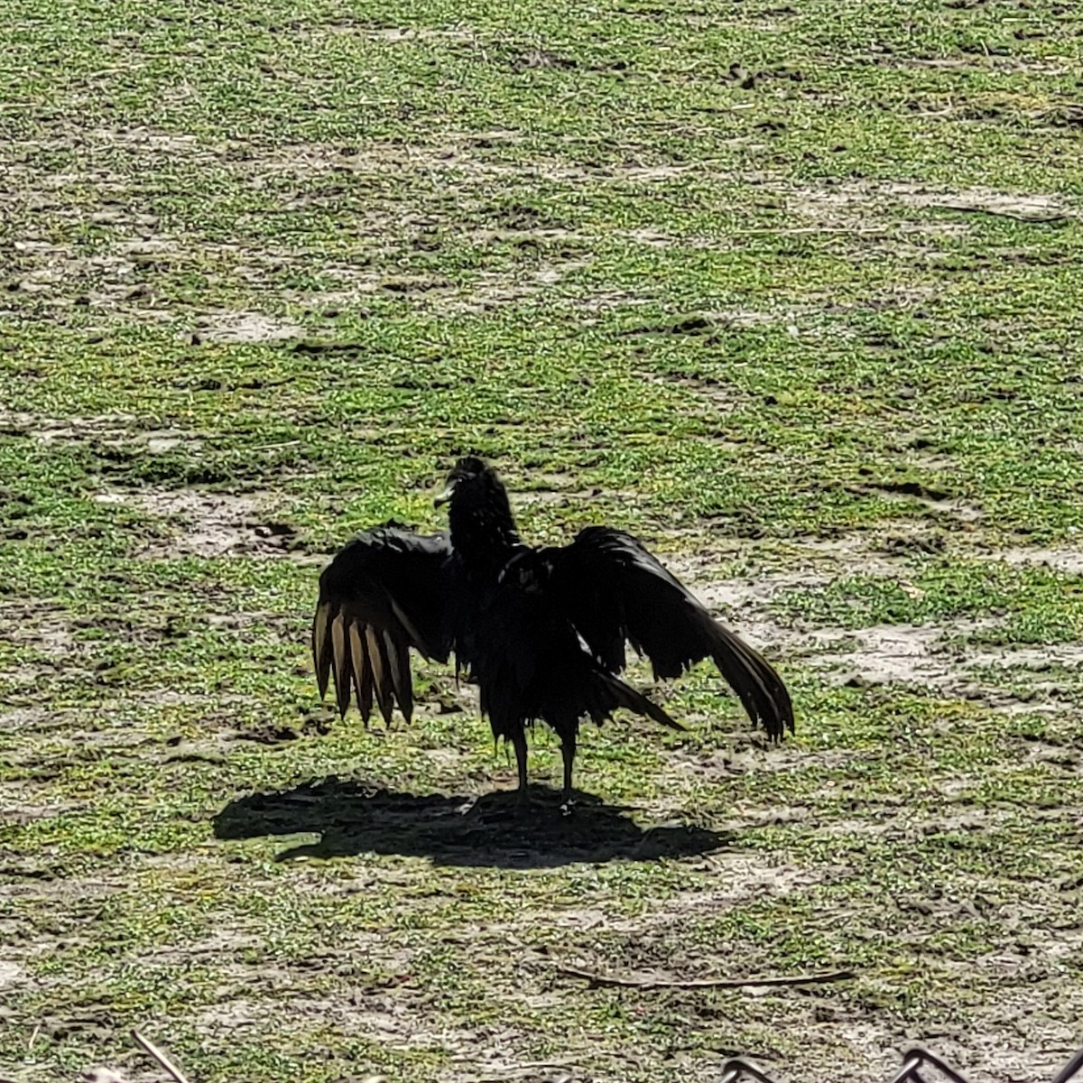 Black Vulture - ML617367078