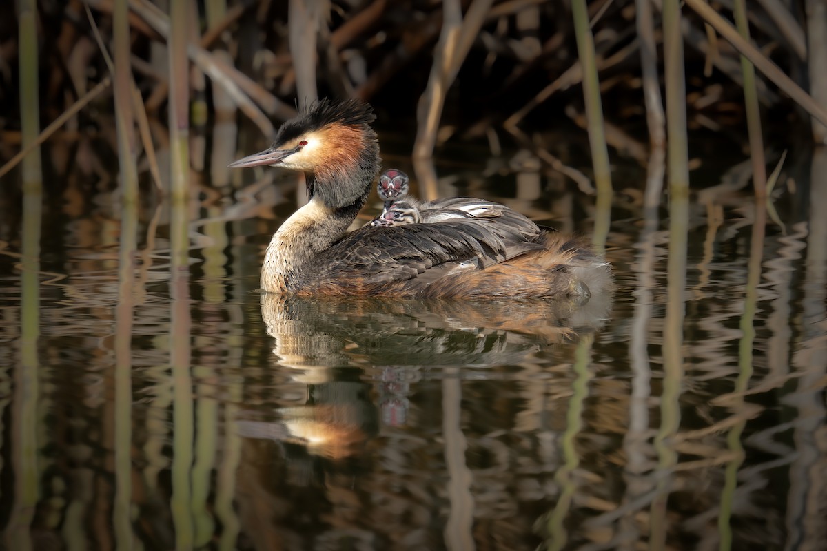 Great Crested Grebe - ML617367096
