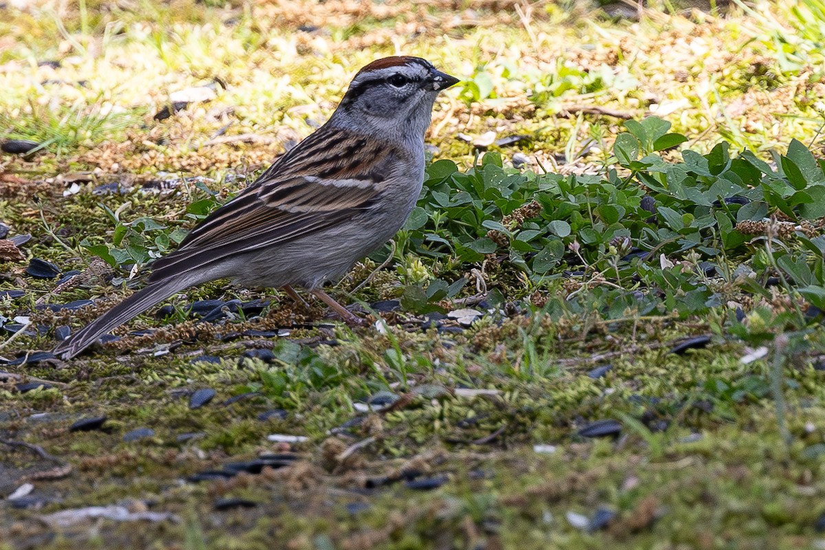 Chipping Sparrow - ML617367244