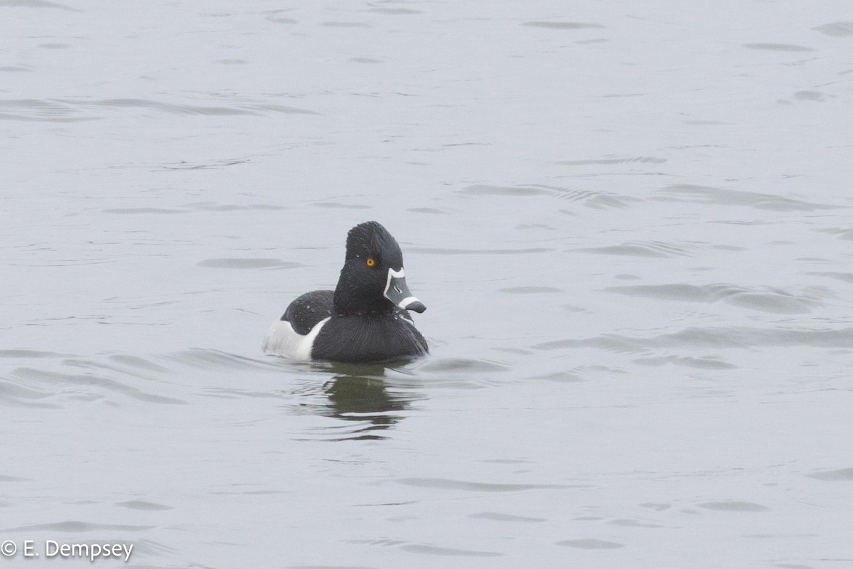 Ring-necked Duck - Ethel Dempsey