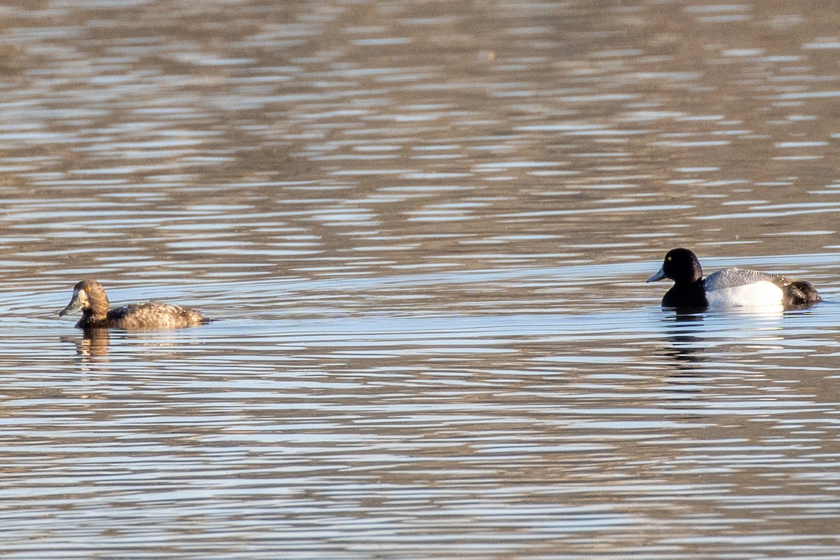 Greater Scaup - ML617367267