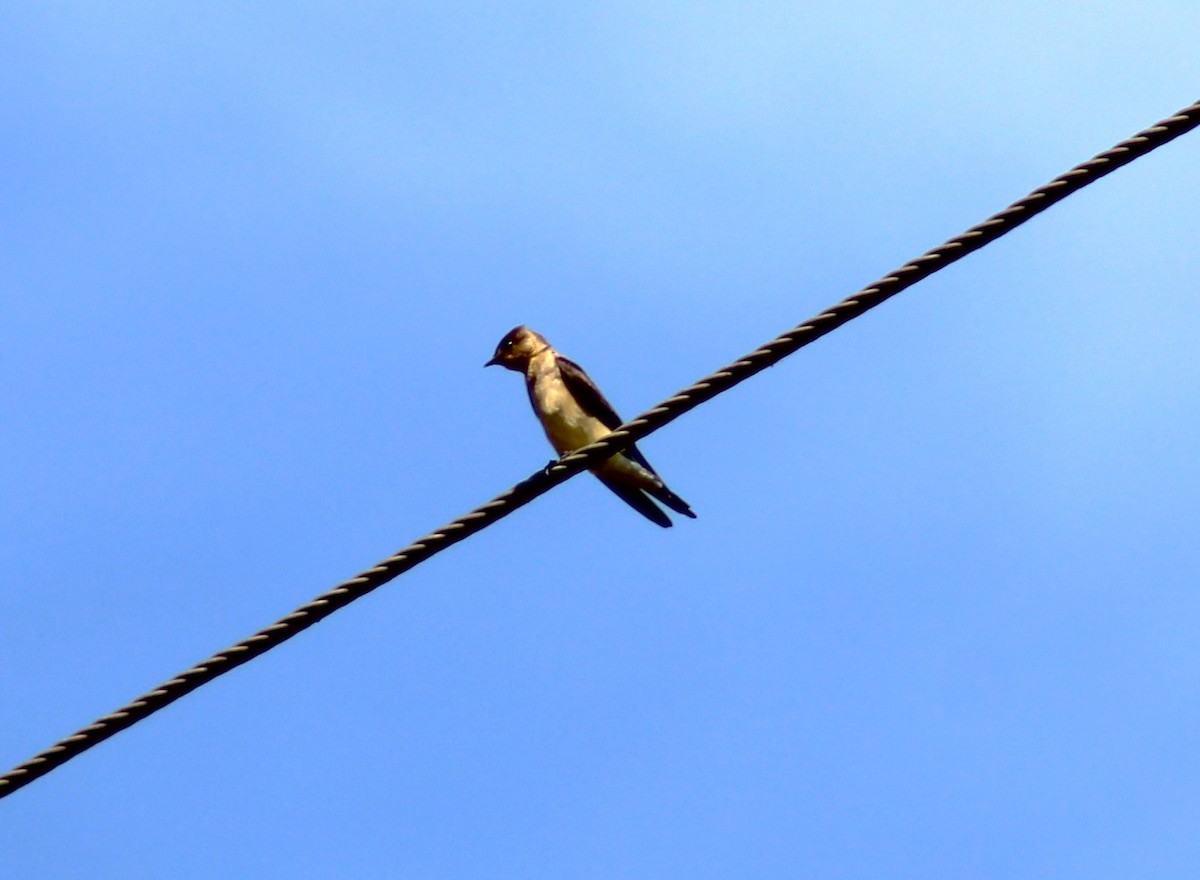 Southern Rough-winged Swallow - ML617367343