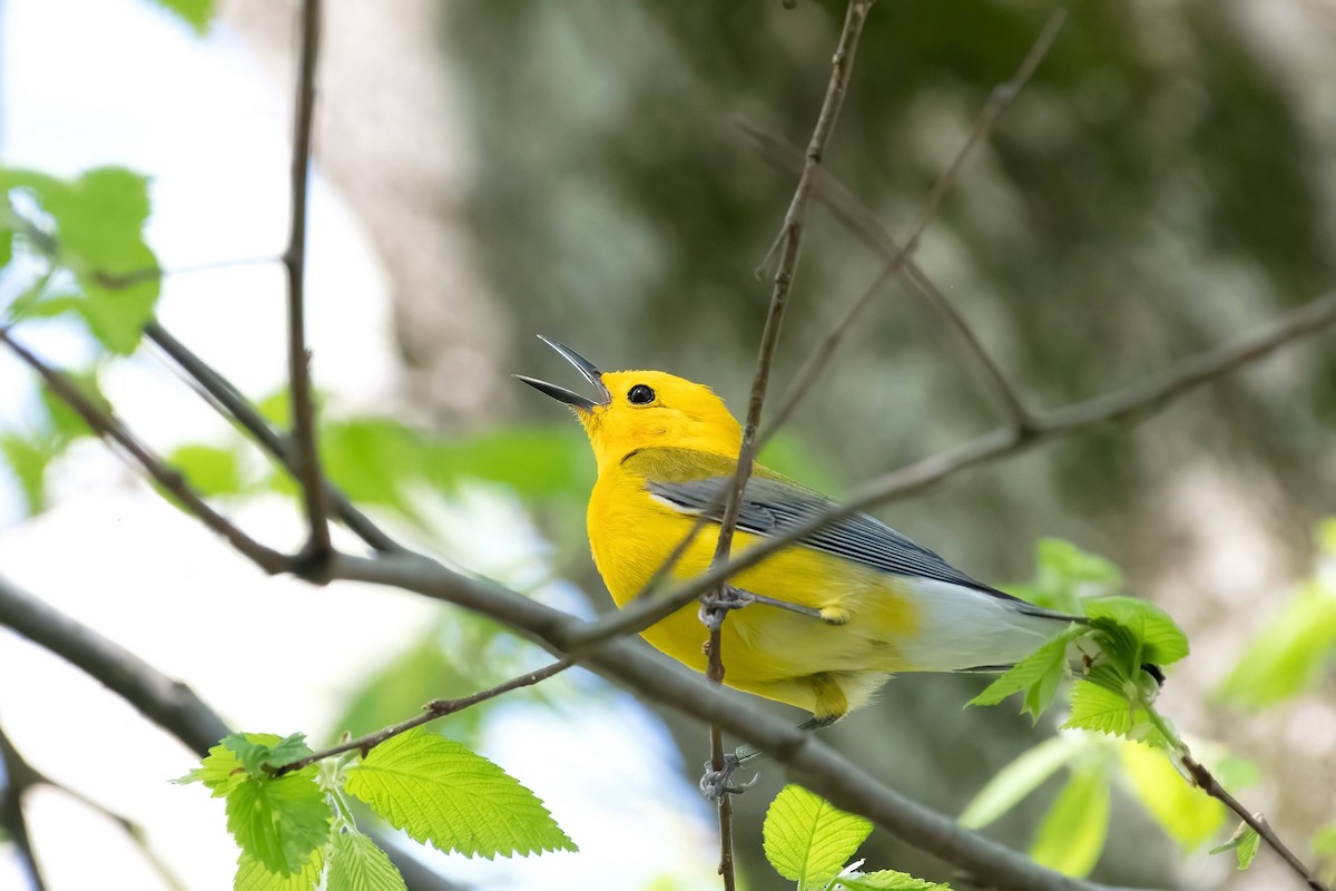 Prothonotary Warbler - ML617367359