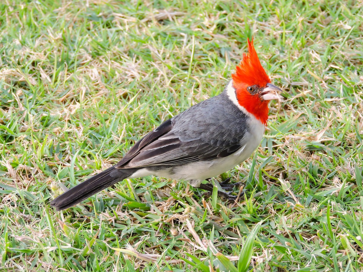 Red-crested Cardinal - ML617367361