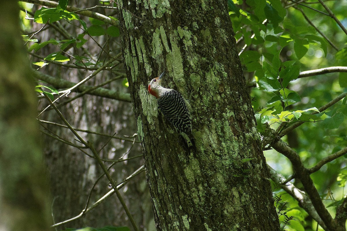 Red-bellied Woodpecker - ML617367374