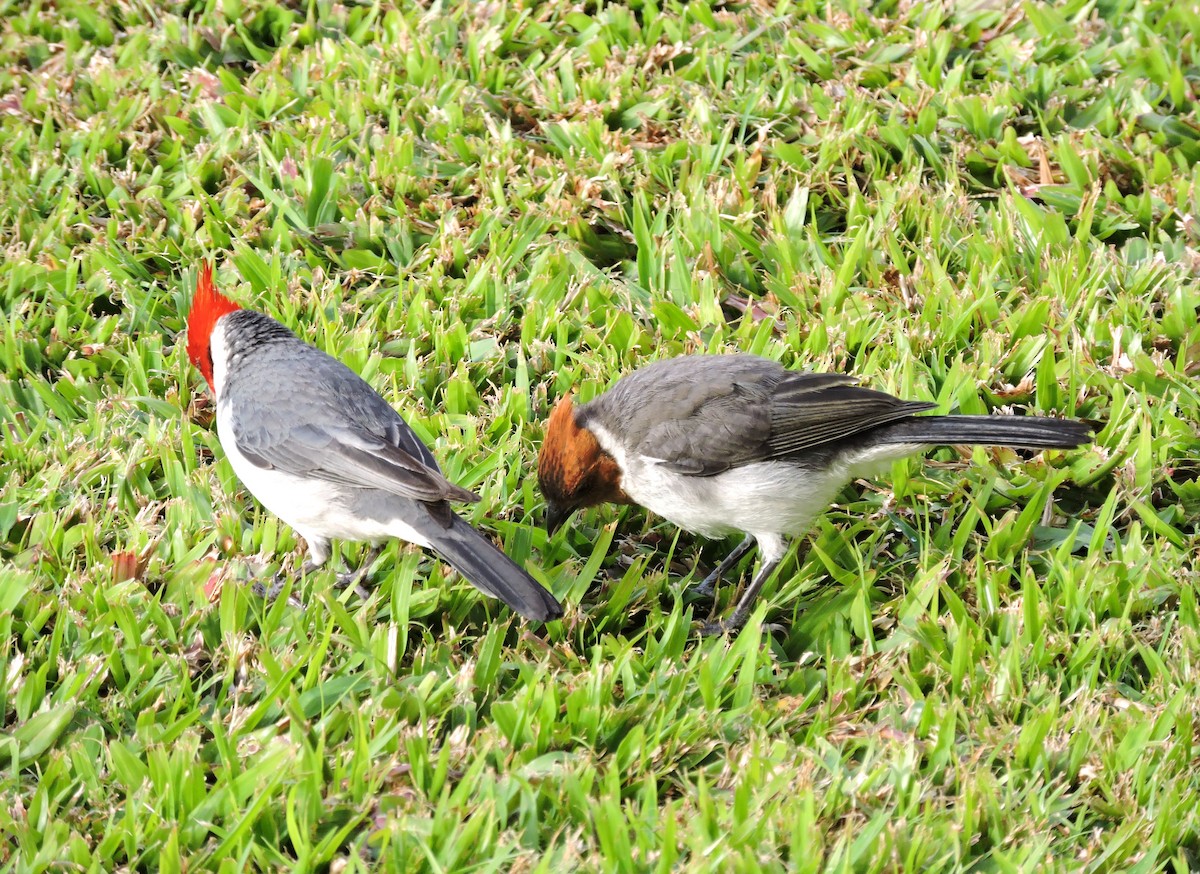 Red-crested Cardinal - ML617367394