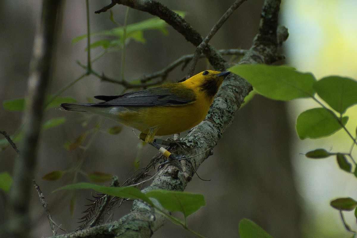 Prothonotary Warbler - ML617367454