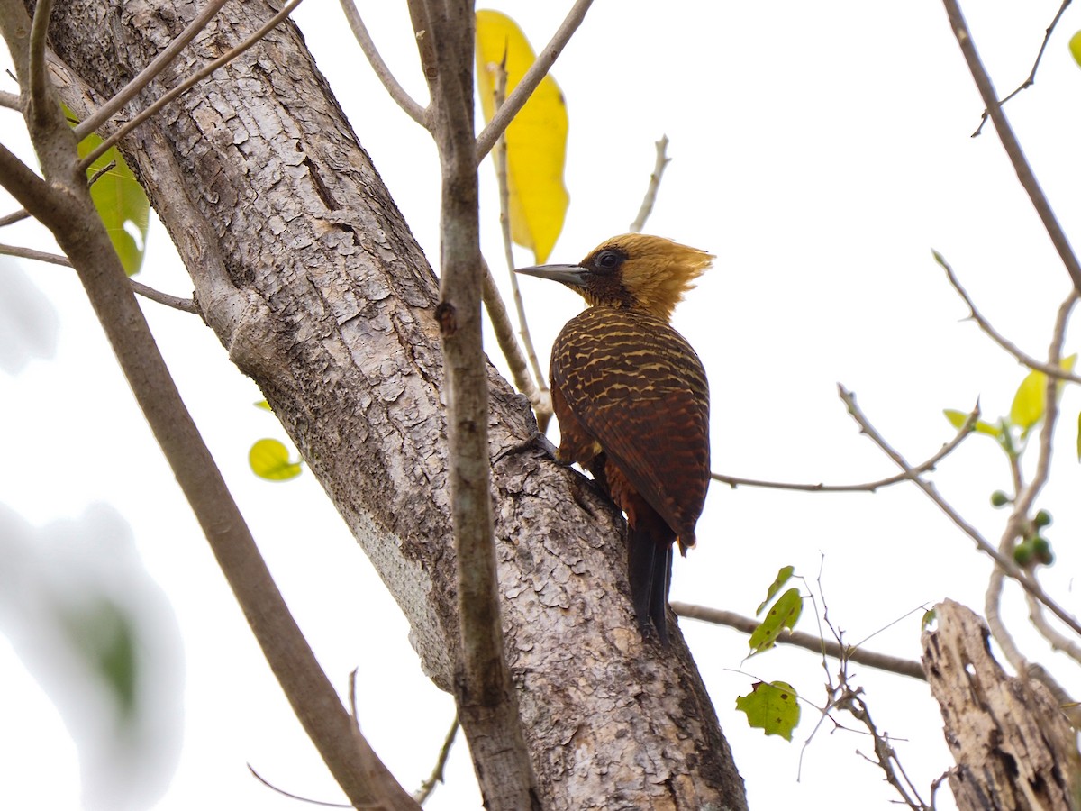 Pale-crested Woodpecker - ML617367476