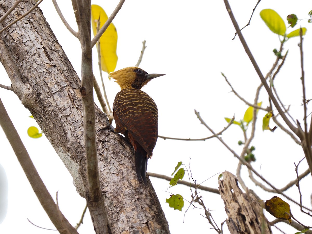 Pale-crested Woodpecker - ML617367477