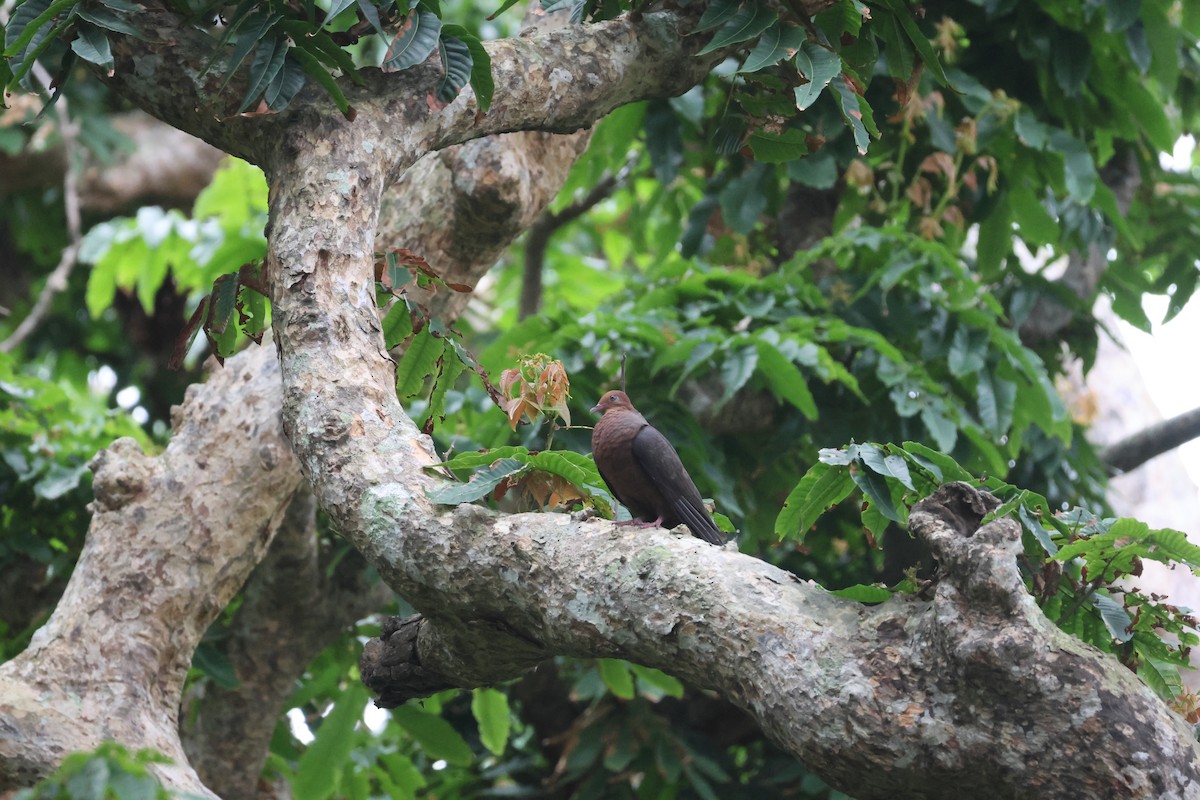 Philippine Cuckoo-Dove - ML617367524