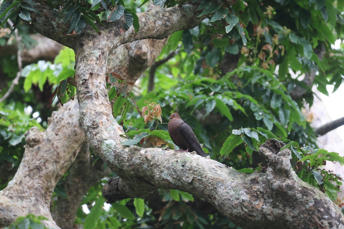 Philippine Cuckoo-Dove - ML617367526