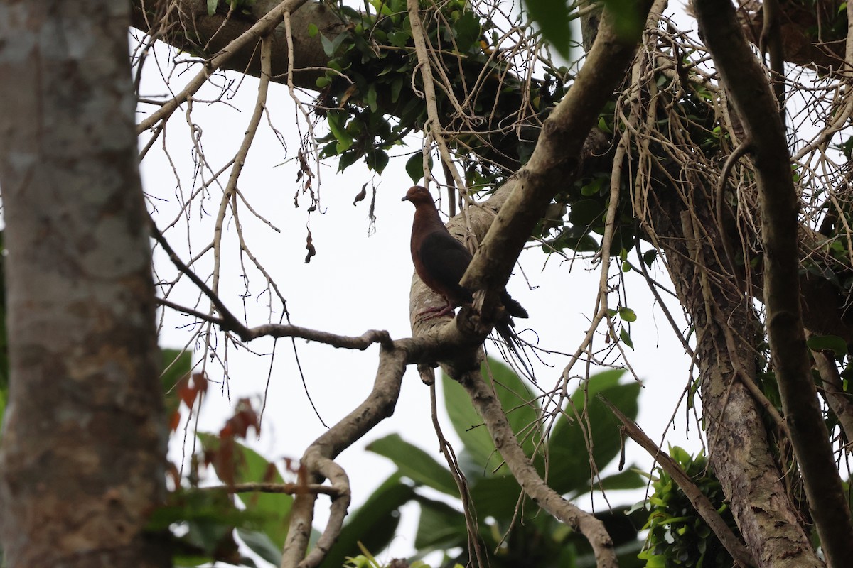 Philippine Cuckoo-Dove - ML617367537