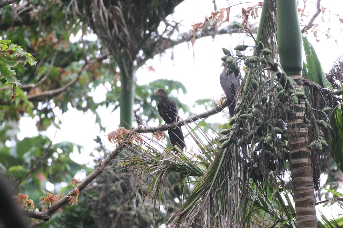 Philippine Cuckoo-Dove - ML617367544
