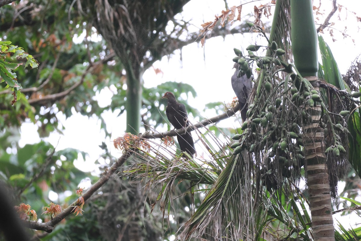 Philippine Cuckoo-Dove - ML617367545