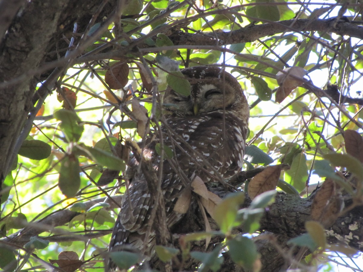 Spotted Owl (Mexican) - ML617367610