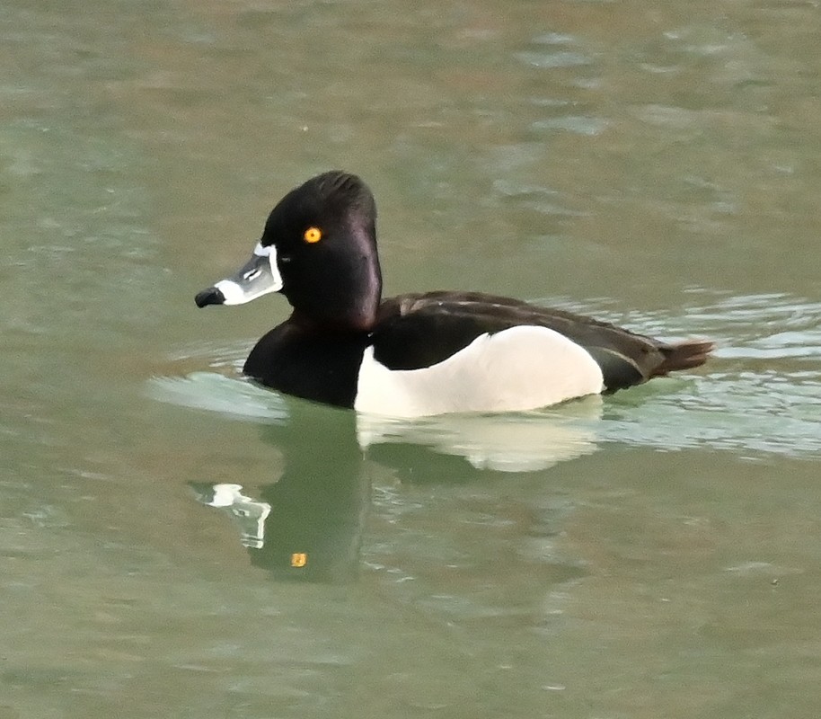 Ring-necked Duck - ML617367656