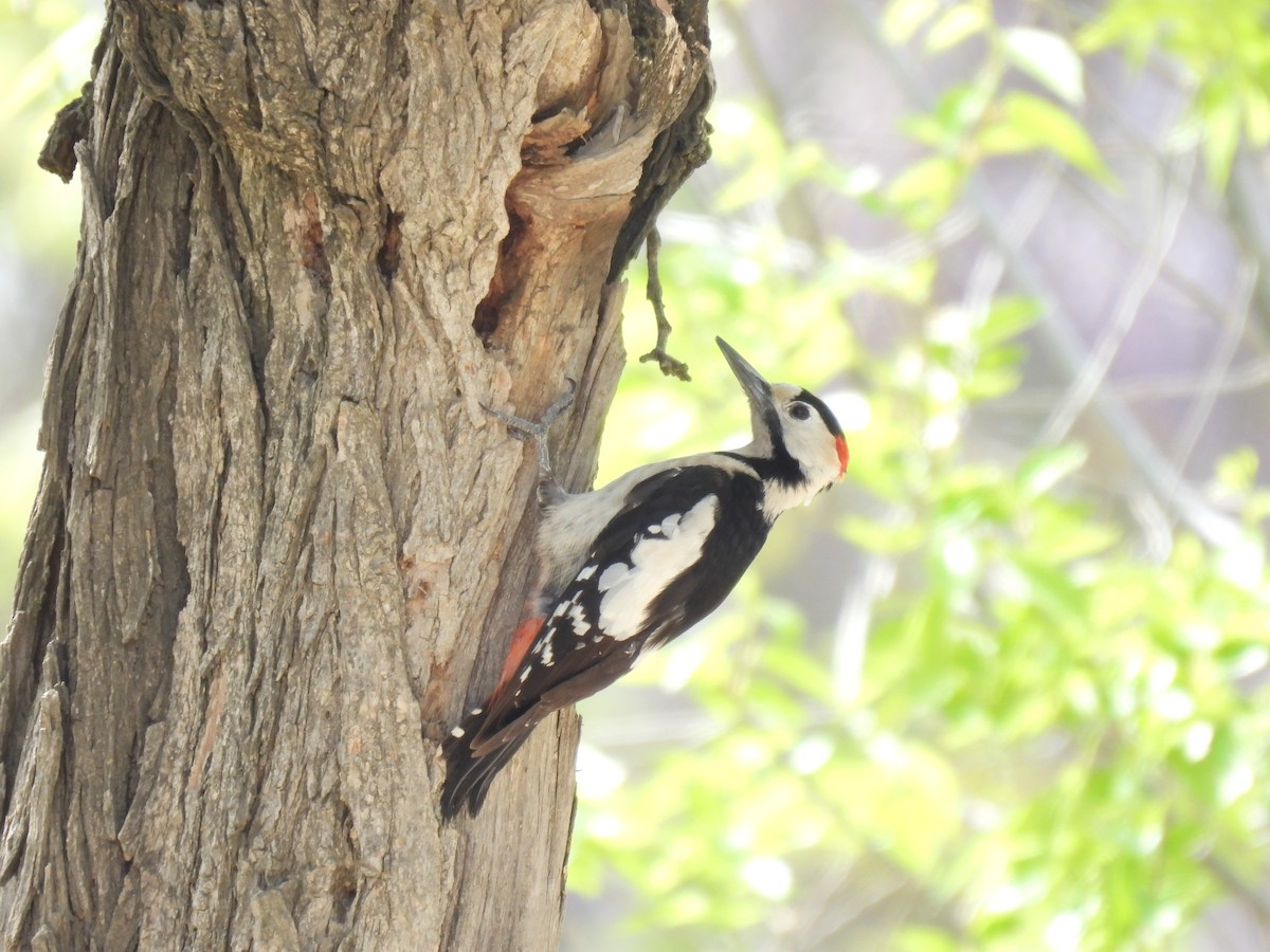 Syrian Woodpecker - ML617367667