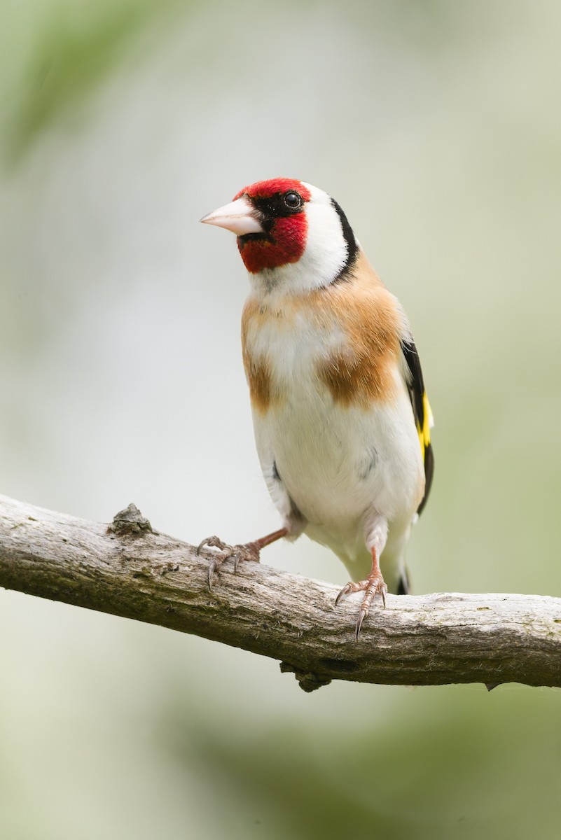 European Goldfinch - Radek Ošlejšek