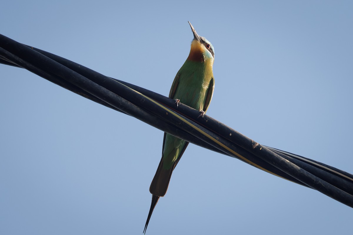 Blue-cheeked Bee-eater - ML617367854
