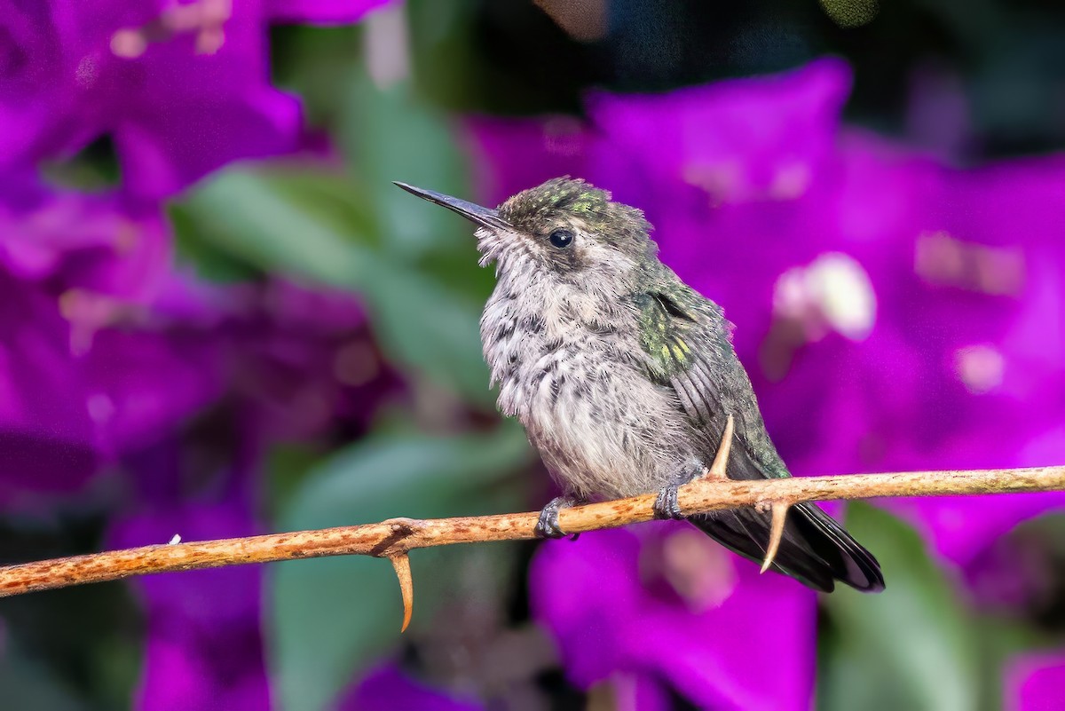 kolibřík zahradní - ML617367882
