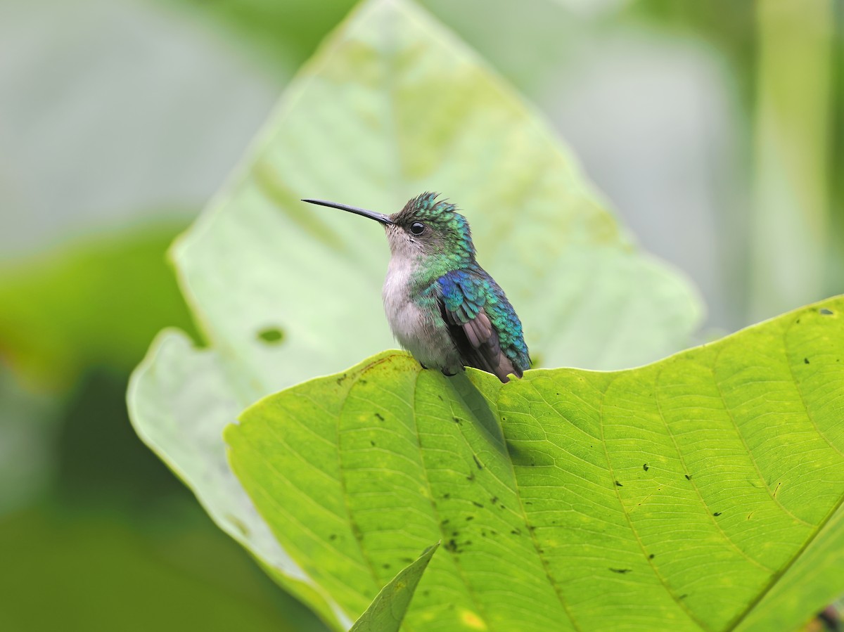 kolibřík vidloocasý (ssp. hypochlora) - ML617367923