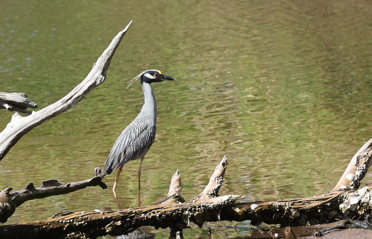 Yellow-crowned Night Heron - Bruce  Purdy