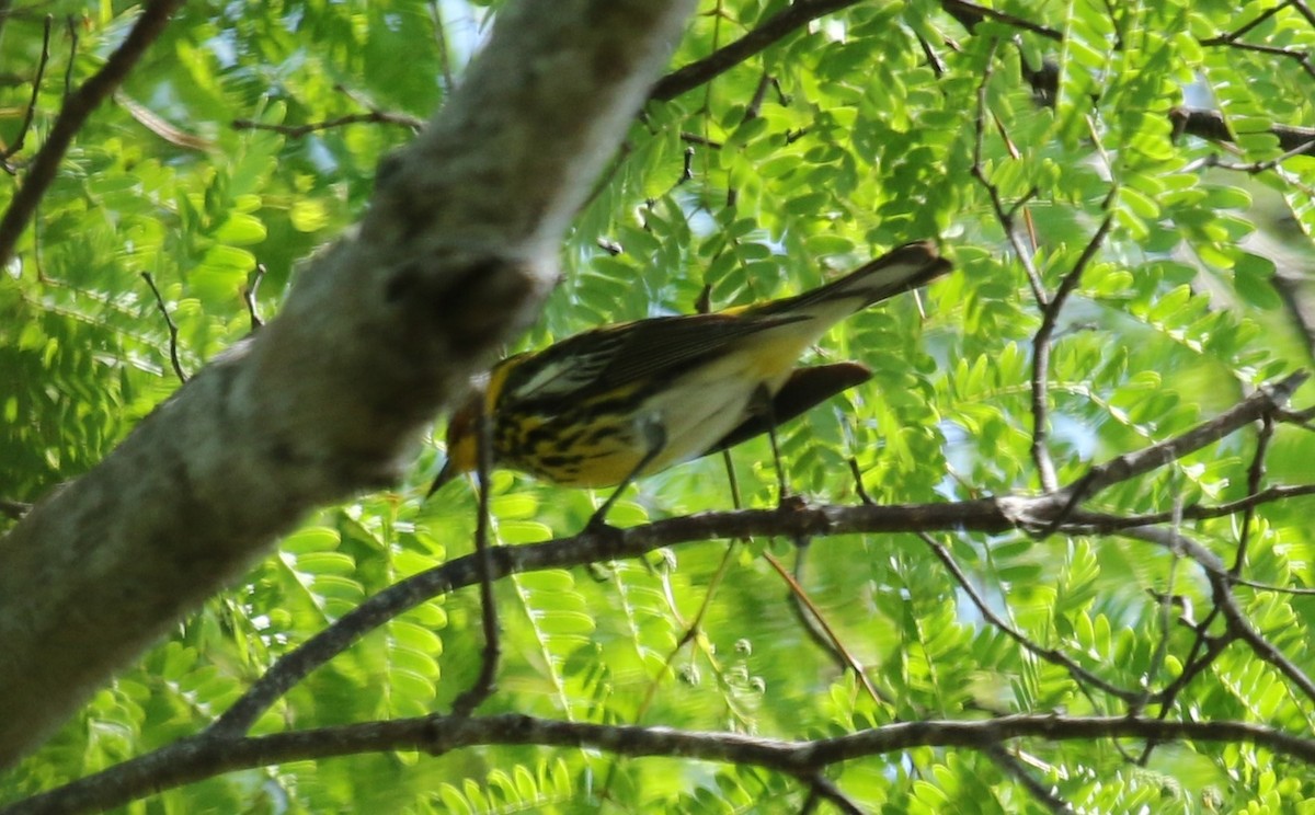 Cape May Warbler - ML617367944
