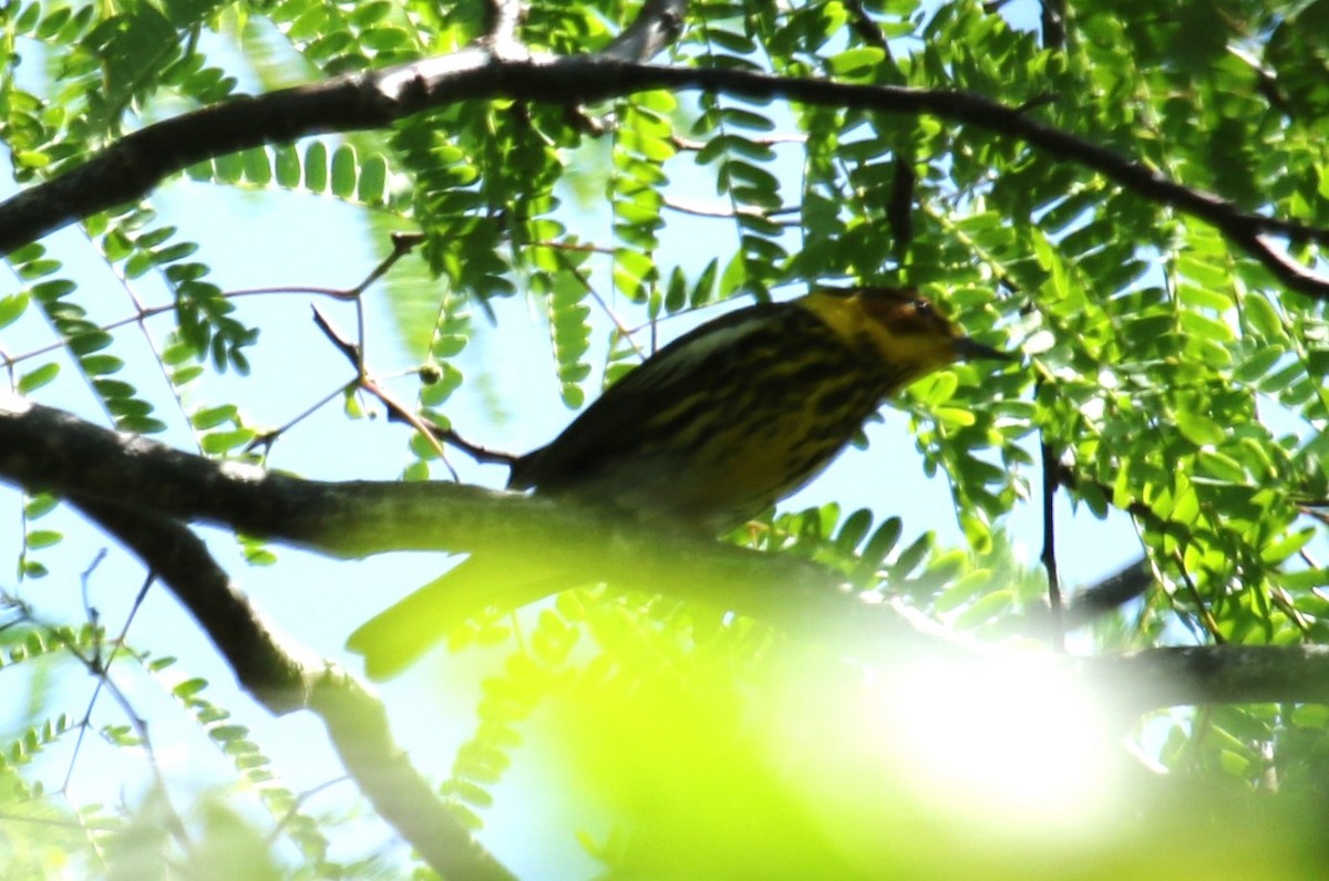 Cape May Warbler - ML617367951