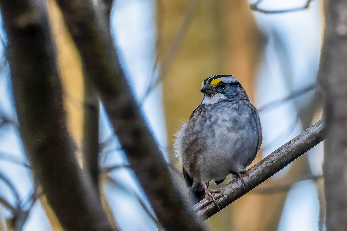 White-throated Sparrow - ML617367989