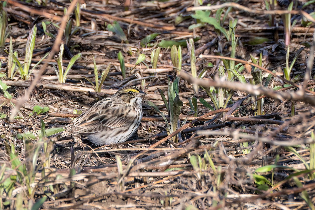 Savannah Sparrow - ML617368004