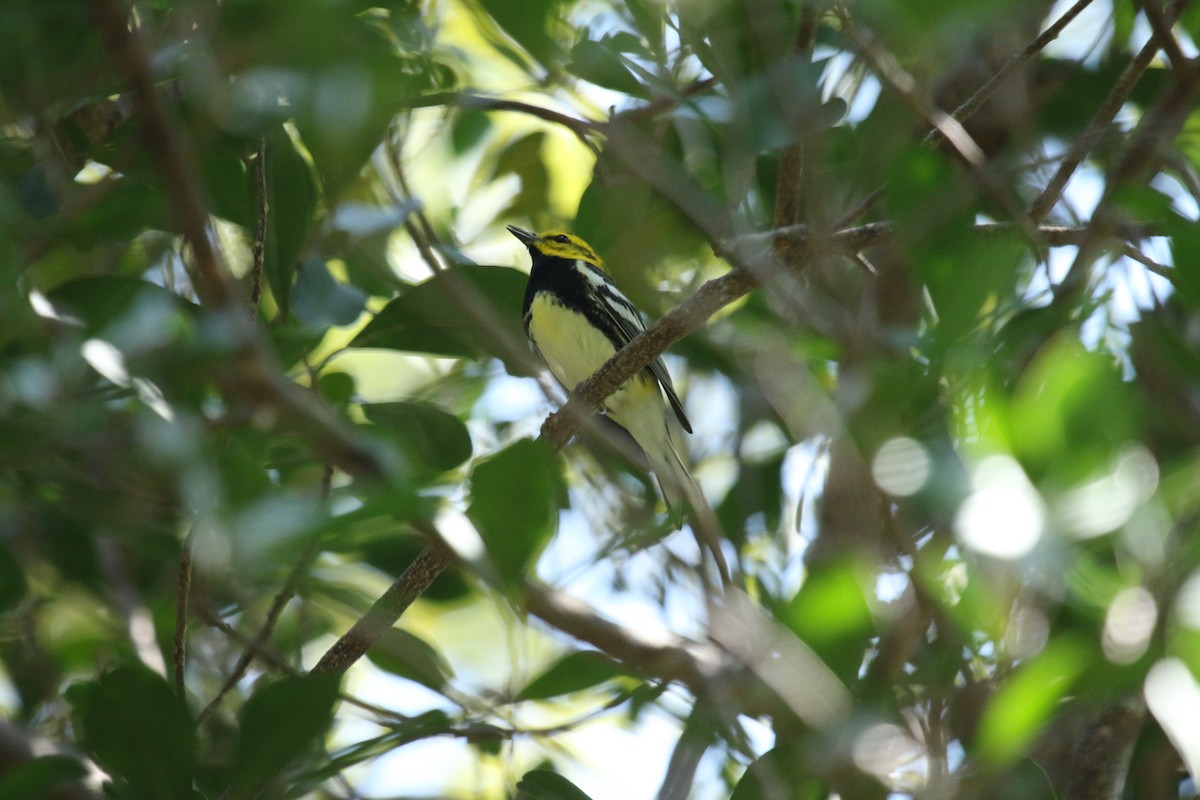 Black-throated Green Warbler - Sandy Schreven