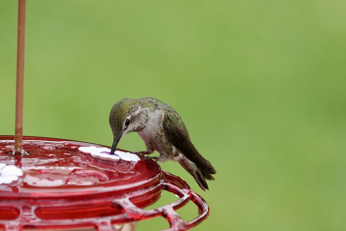 Anna's Hummingbird - ML617368114