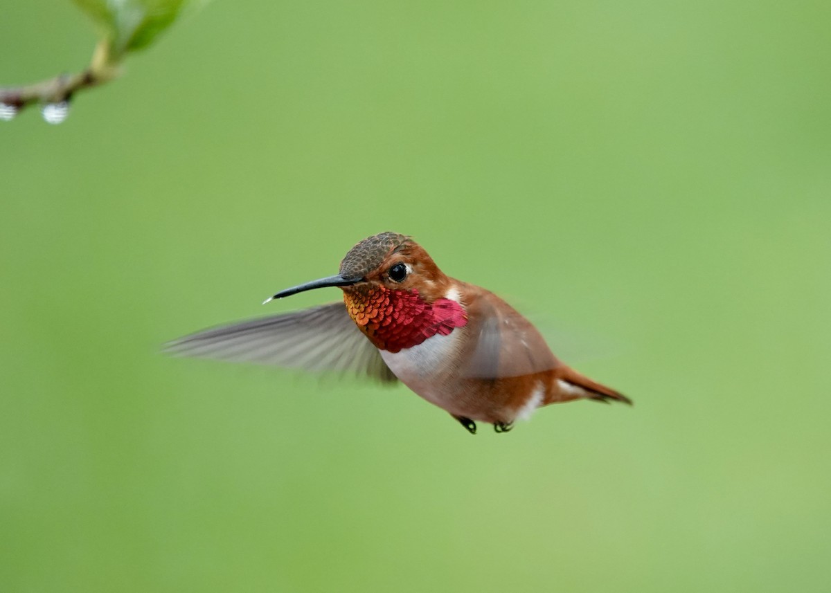 Rufous Hummingbird - ML617368134